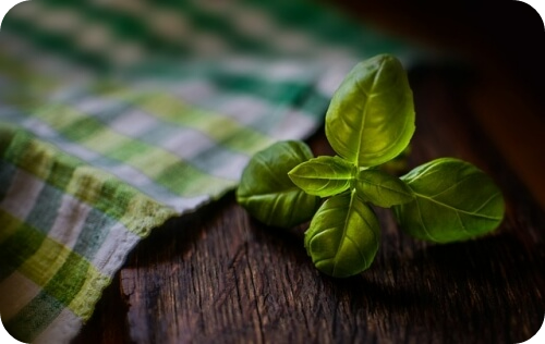 바질 효능 섭취 시 주의사항3