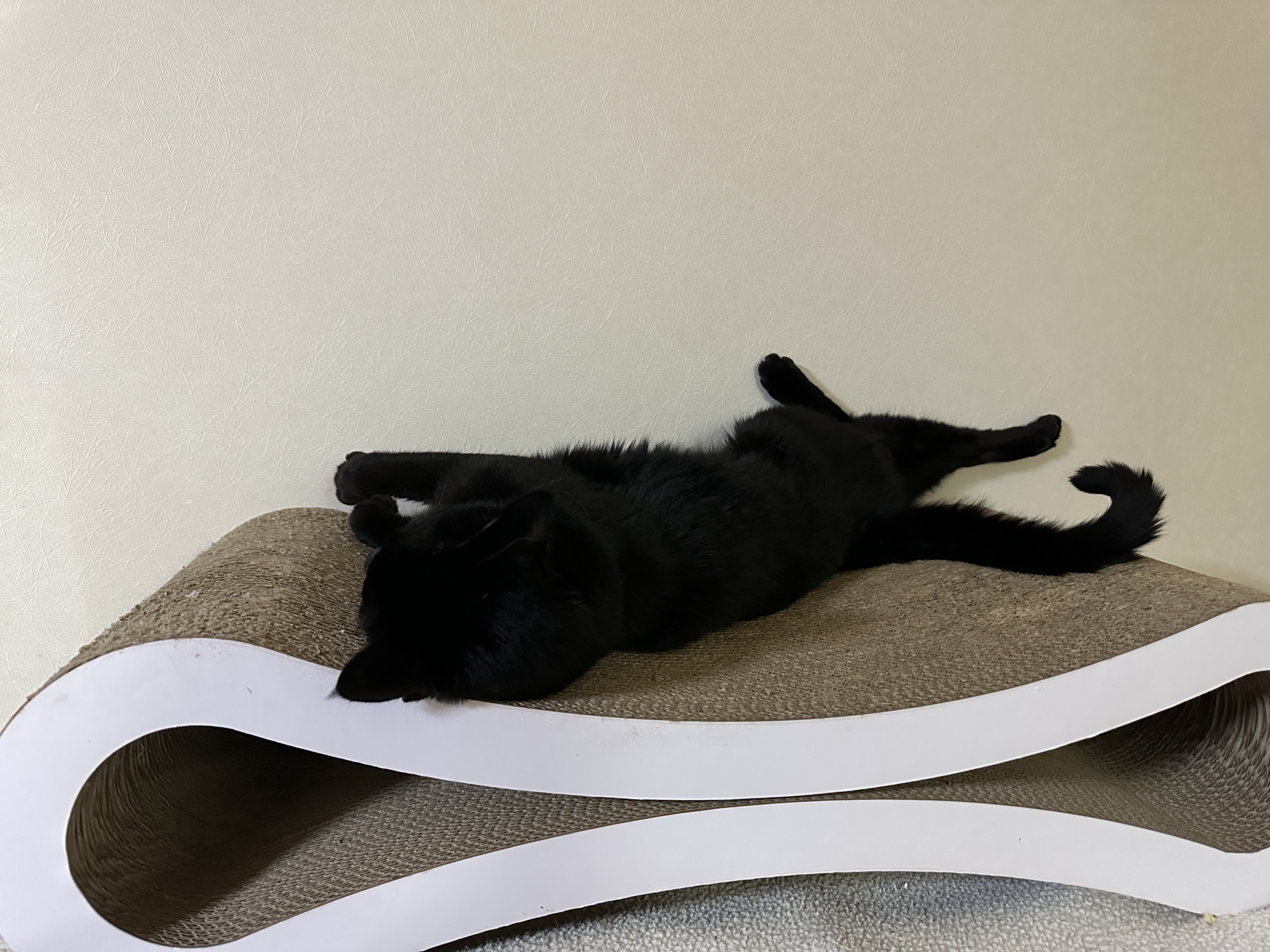 누워서_기지개켜는_올블랙고양이_건이_1