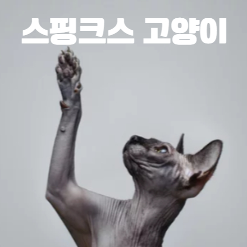 스핑크스 고양이/출처:어도비스톡