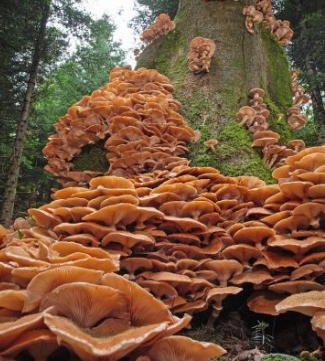 운지버섯의 종류