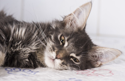 축 늘어진 고양이.