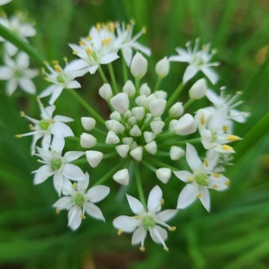가을에 피는 꽃 토끼풀-부추꽃