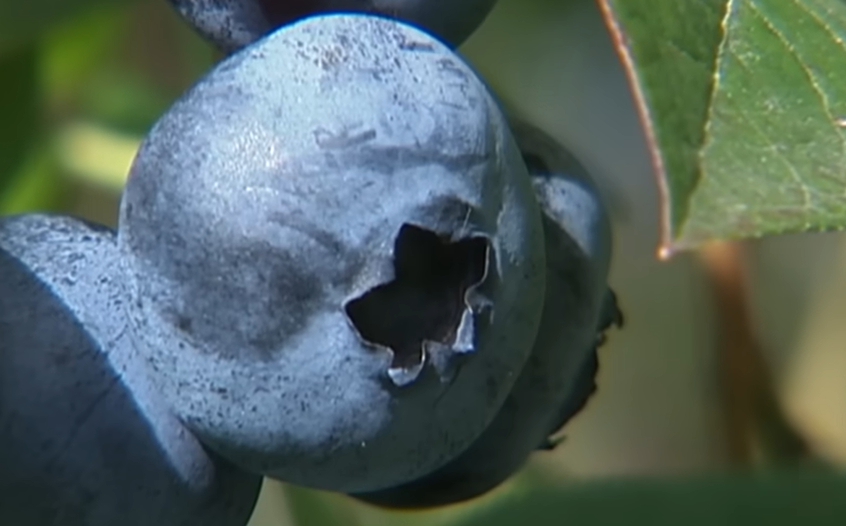 블루베리 효능 부작용