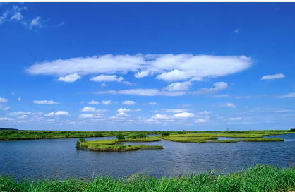 습지 물 하는 잔디 자연 풍경