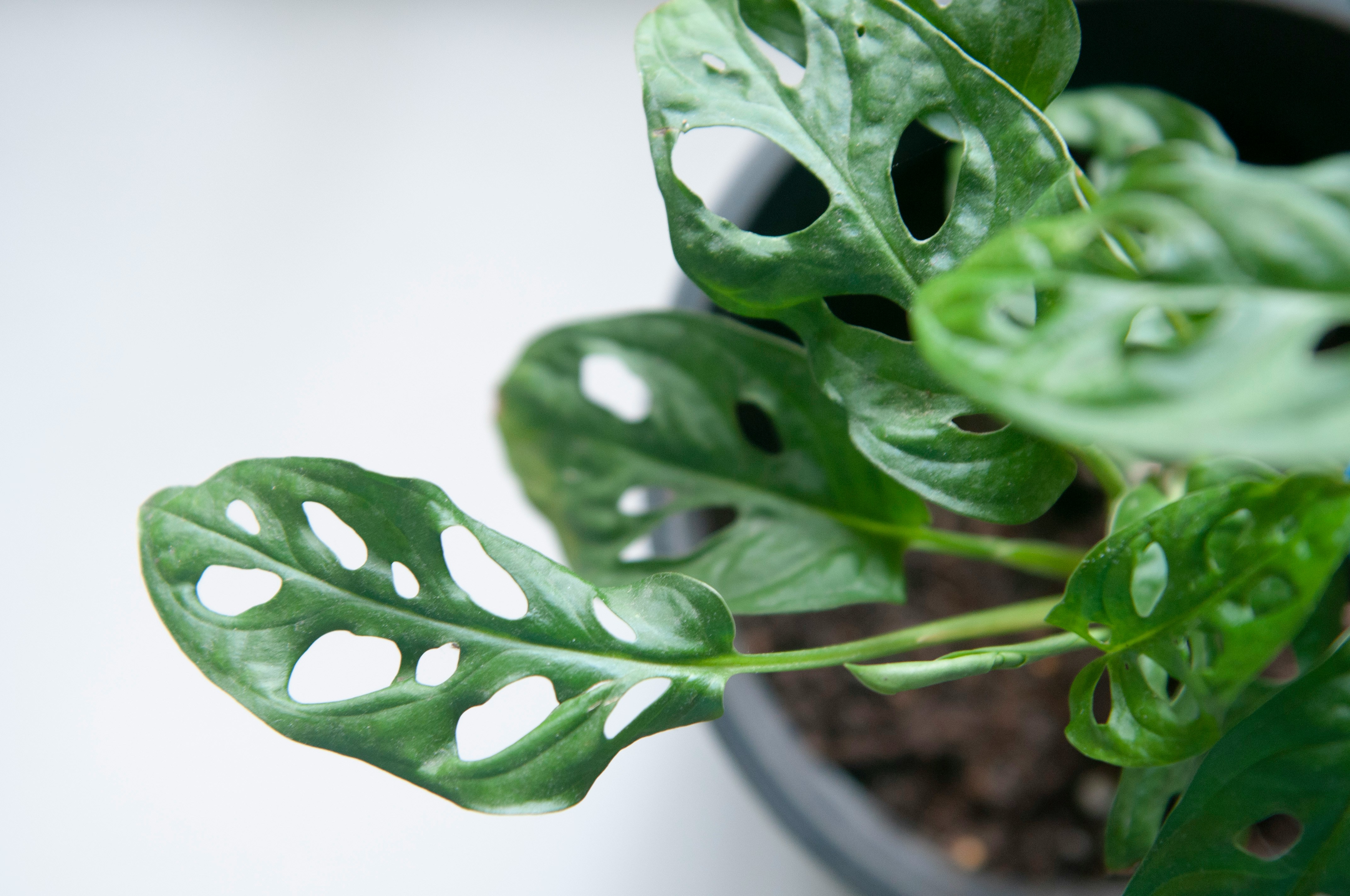 몬스테라 키우기 및 가지치기 (+ 알보 잎이 누렇게 되면 수경 재배)