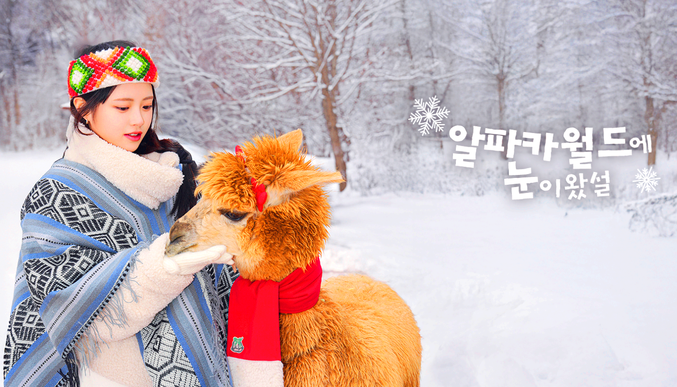 홍천 알파카 월드