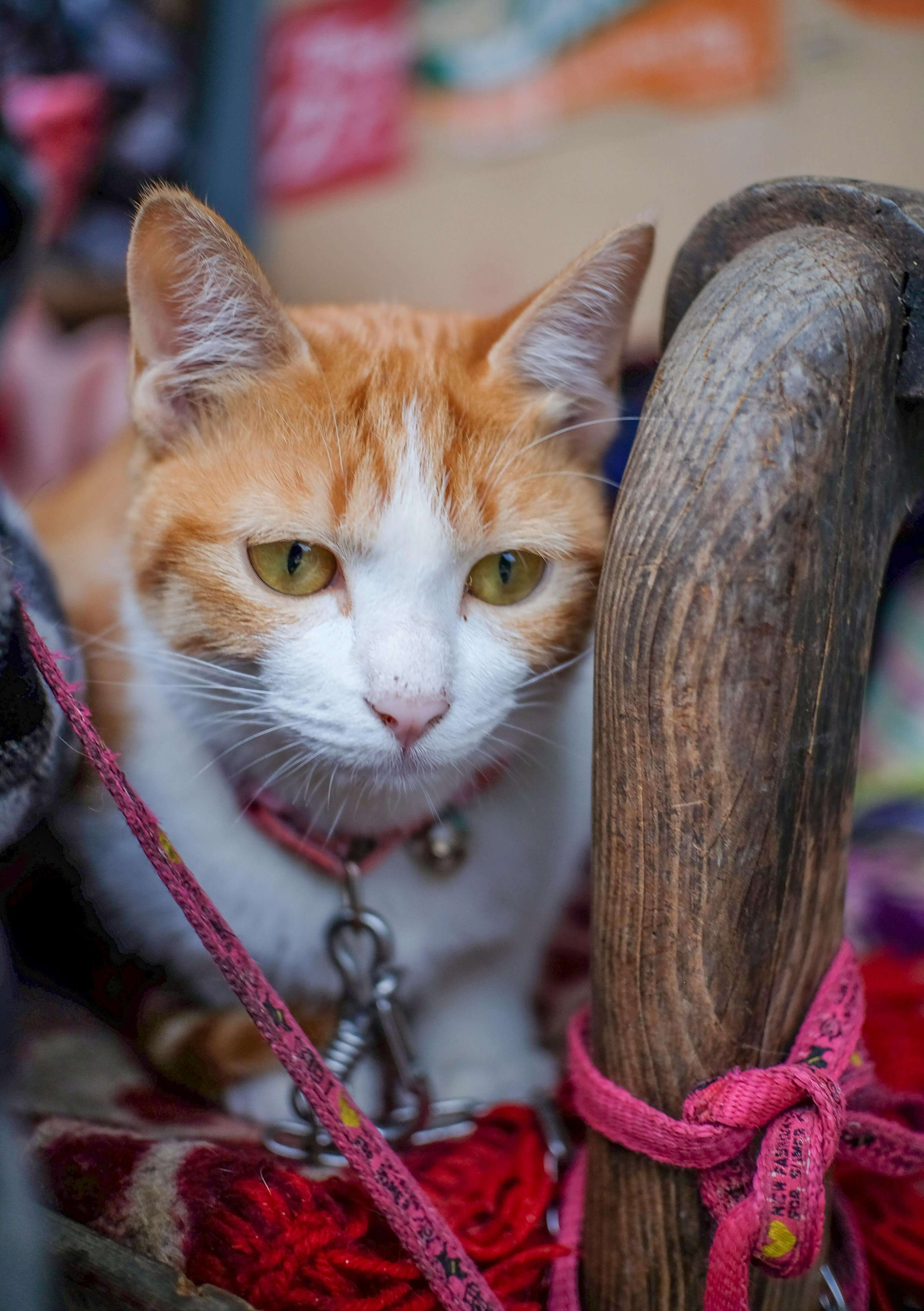 한국 야생 고양이 삵의 미토콘드리아 진화 계통 분석 — 동아시아 집단 간 비교 연구
