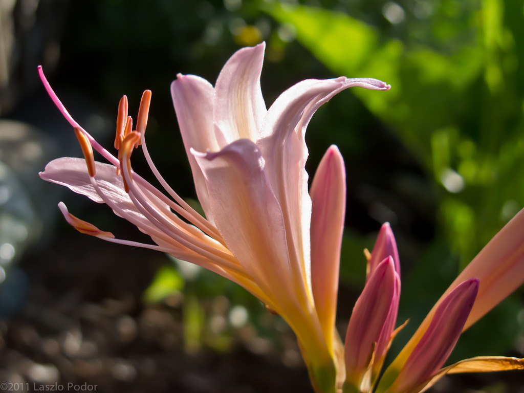 상사화 Lycoris squamigera Maxim. 1855