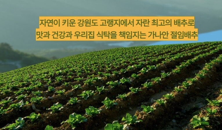 절임배추-20kg-저렴하게구매하기-해남배추-대관령배추-괴산배추