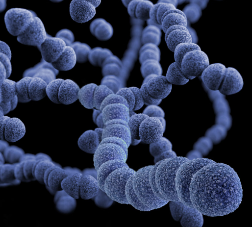 귀리 효능 : 장건강