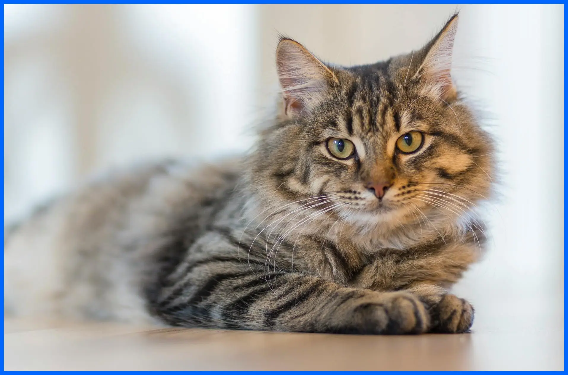 고양이 꿈해몽: 상황별 길몽과 흉몽의 의미