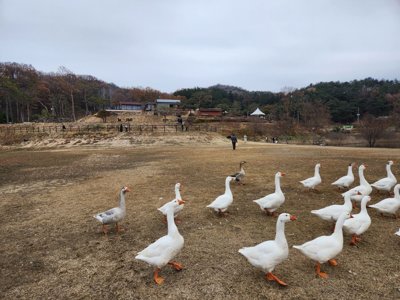 거위 사진
