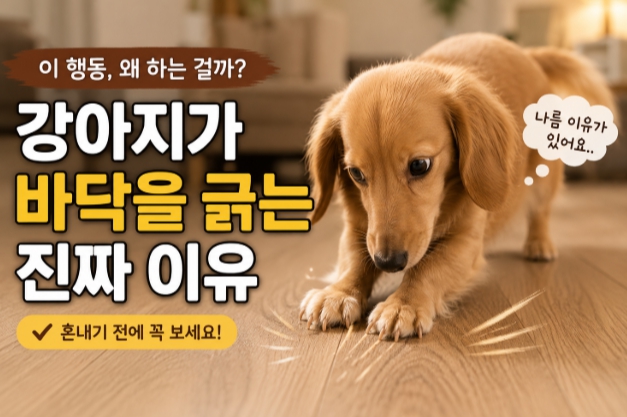 반려견 바닥 긁는 이유를 설명하는 이미지