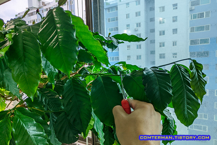 커피나무 가지치기 길이