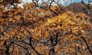 기차여행 단풍특선 추천
