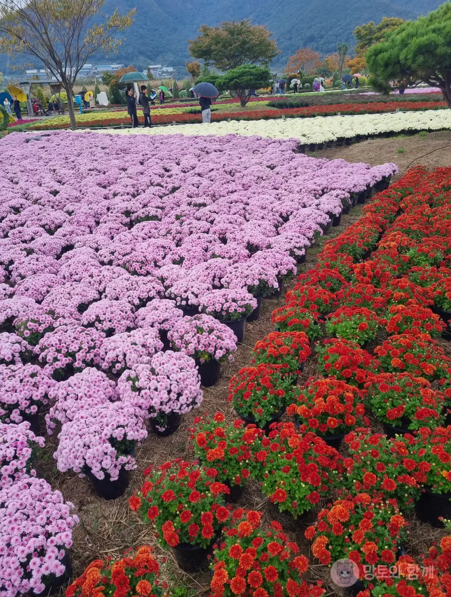 풍성한-국화