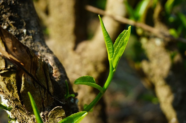 보이차 끓이는법