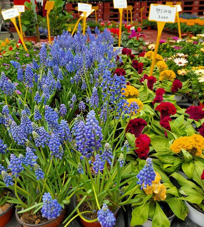 맨드라미 등 꽃 화분모습