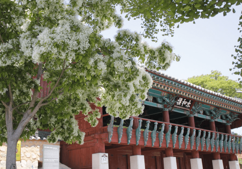 흥해향교-이팝나무