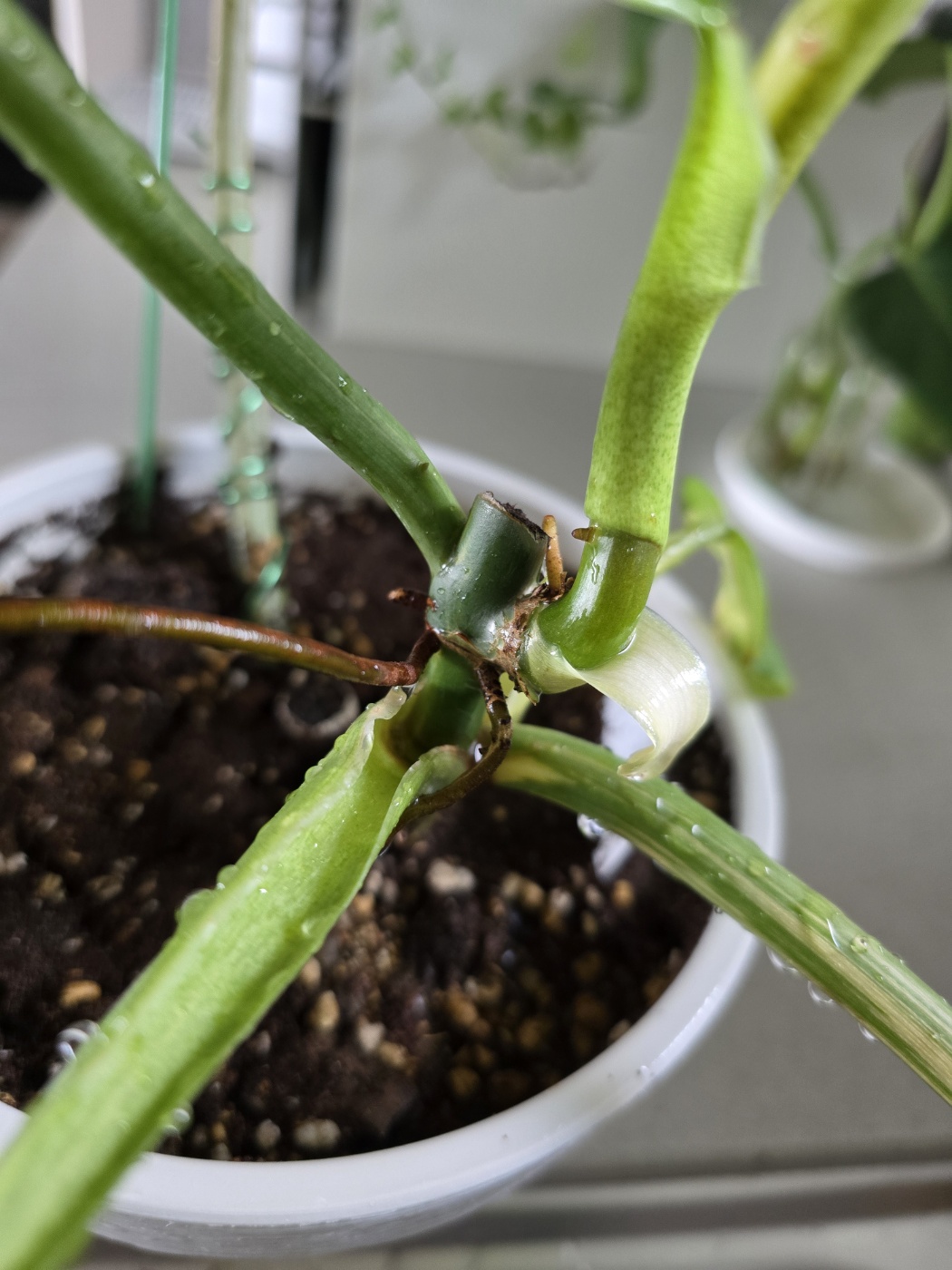 잘라낸부분에서 아주 굵은 줄기가 만들어졋어요