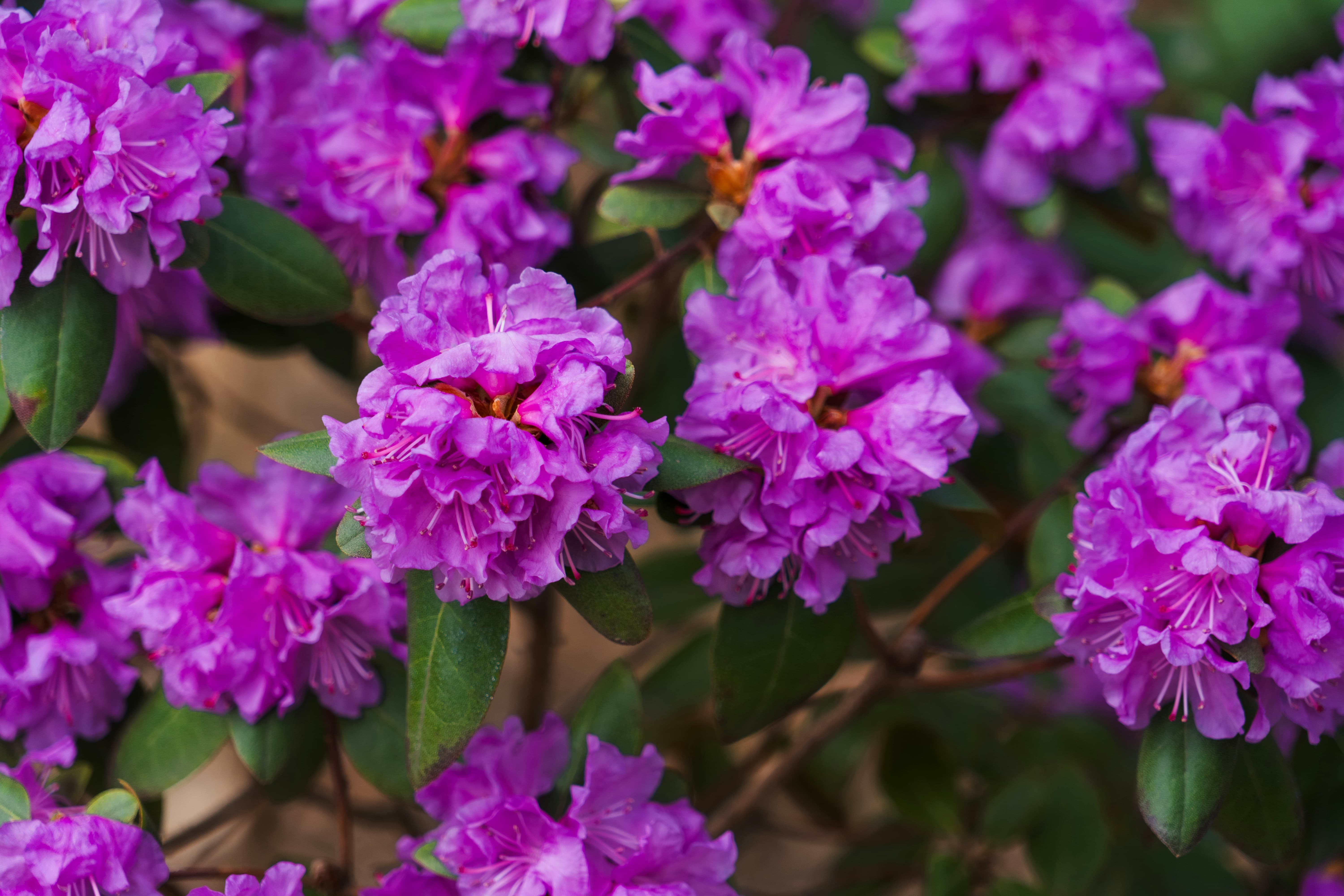 봄꽃 시즌 화담숲 사전 예약방법