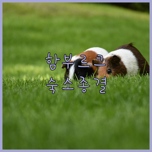 직접 가본 사람들이 극찬한 함부르크 ..