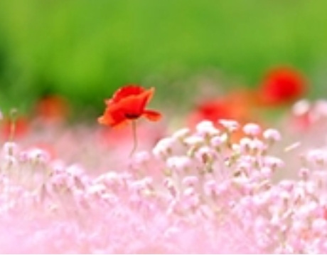 2025 원주용수골꽃양귀비축제