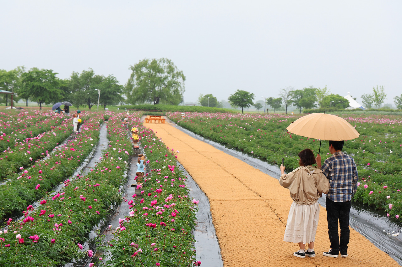 제2회 칠서 생태공원 청보리&middot;작약축제 기본일정과 프로그램 정의 신유 출연