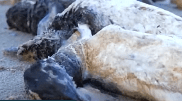 우루과이 펭귄 떼죽음