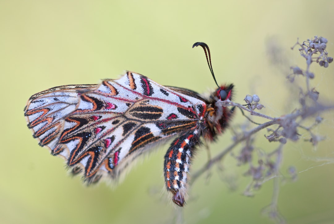 Insect