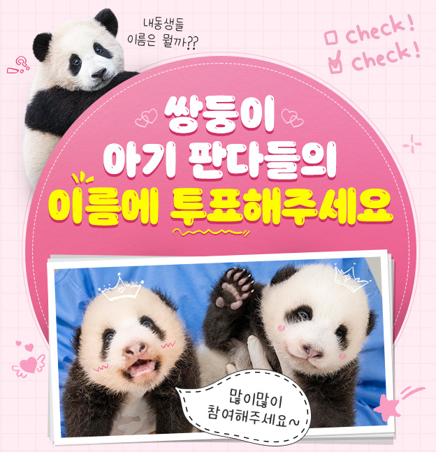 쌍둥이 아기 판다 이름