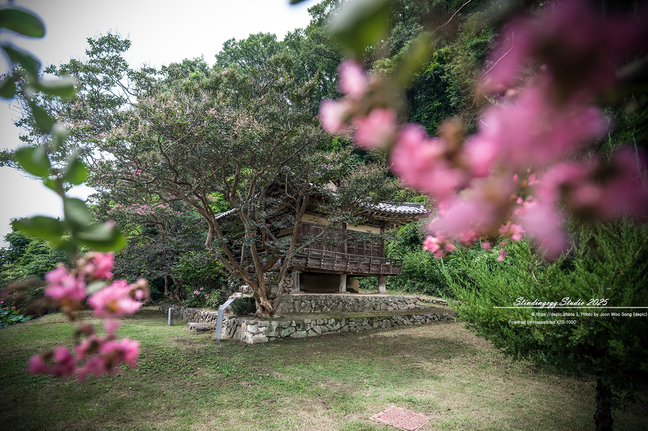 #안동 #체화정 #연꽃 #연못 #배롱꽃