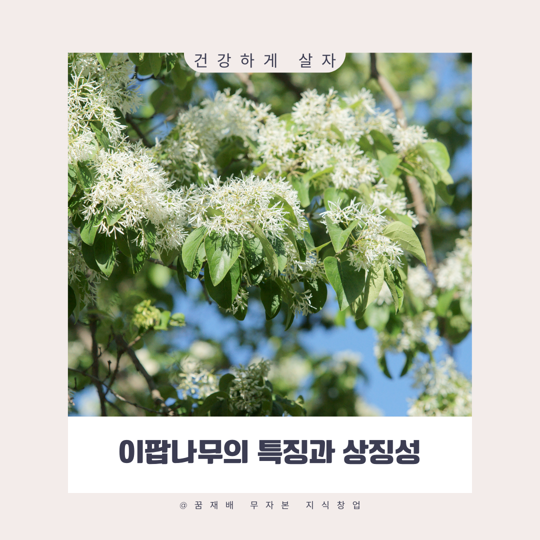 이팝나무