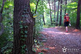 영덕 가볼만한곳 베스트10 - 칠보산 자연 휴양림