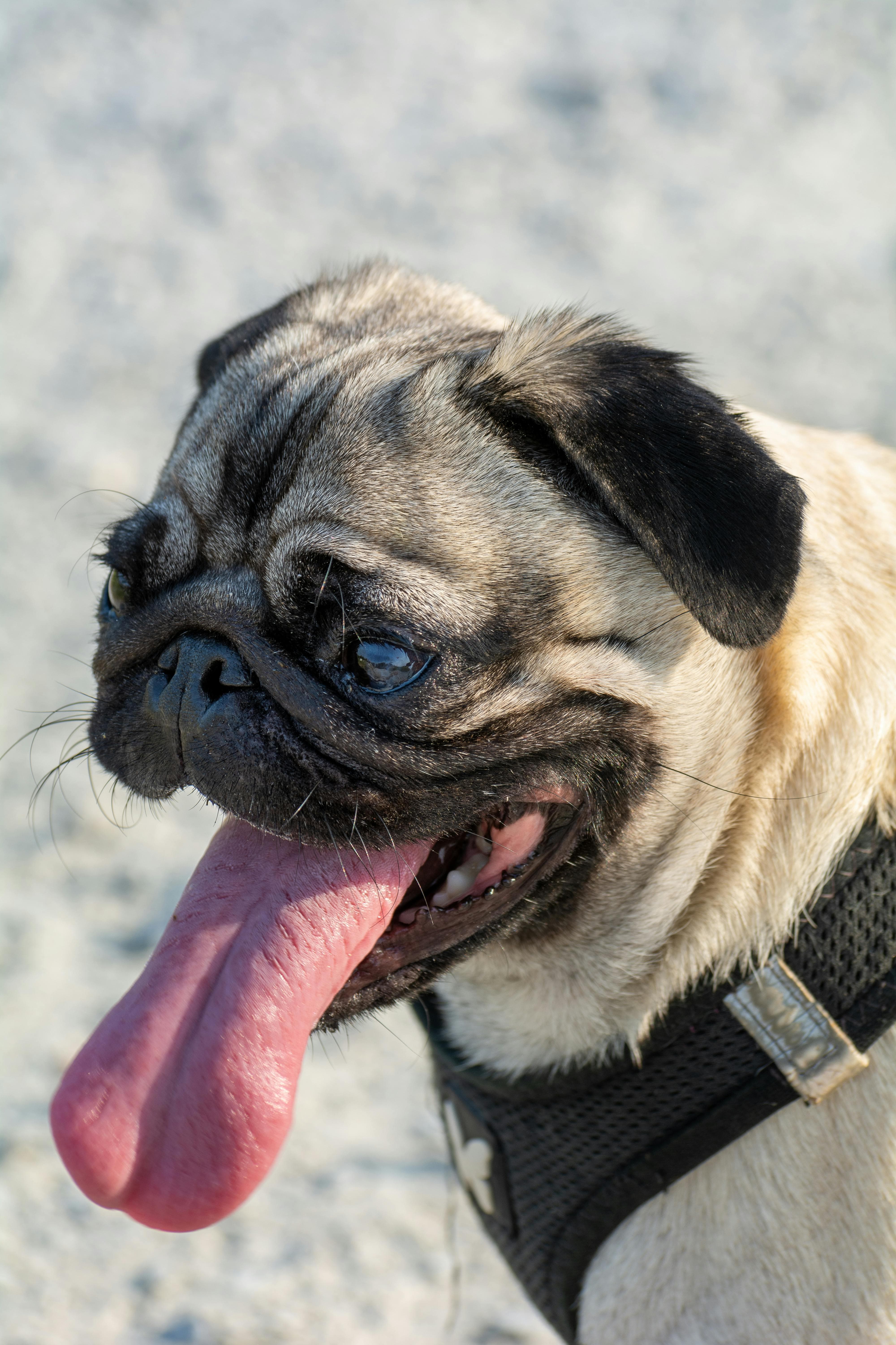 반려견의 열섬(도시 고온) 노출이 체온·호흡기 건강에 미치는 영향