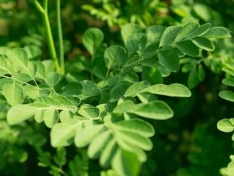 기적의 나무라는 별명의 모링가