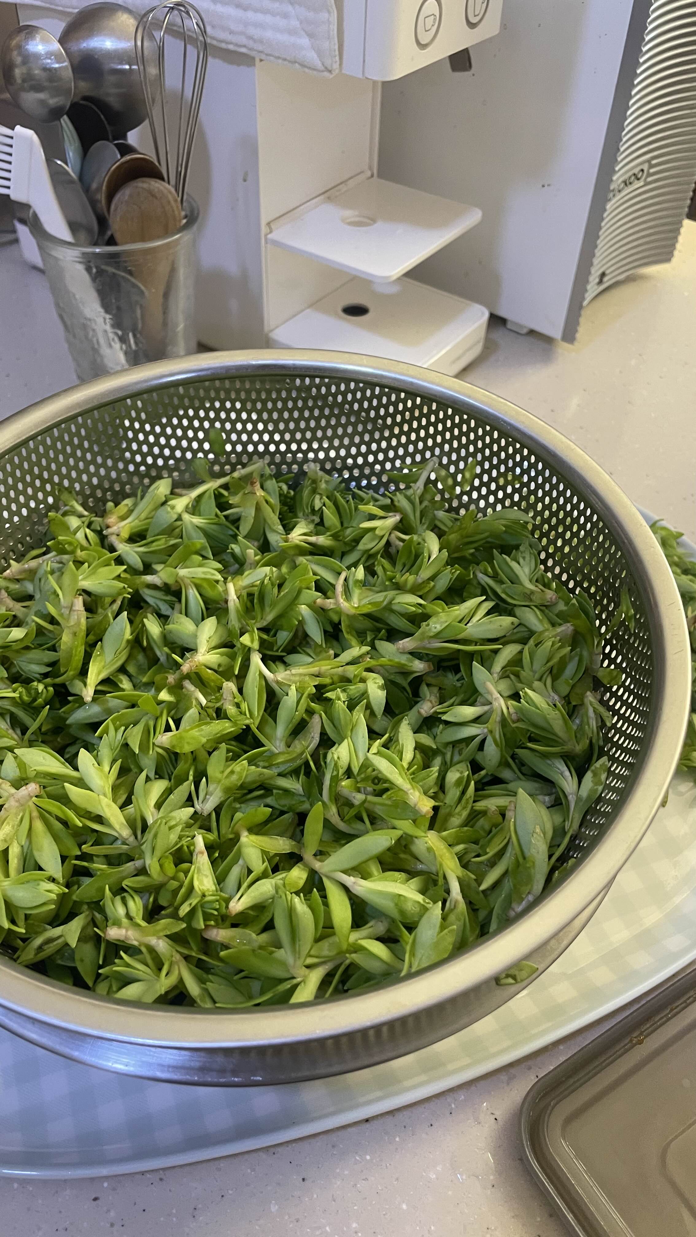 봄철 입맛 살리는 돌나물무침 레시피