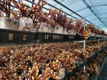 영지버섯 재배 배양 관리 온도 유지 건조 보관_7