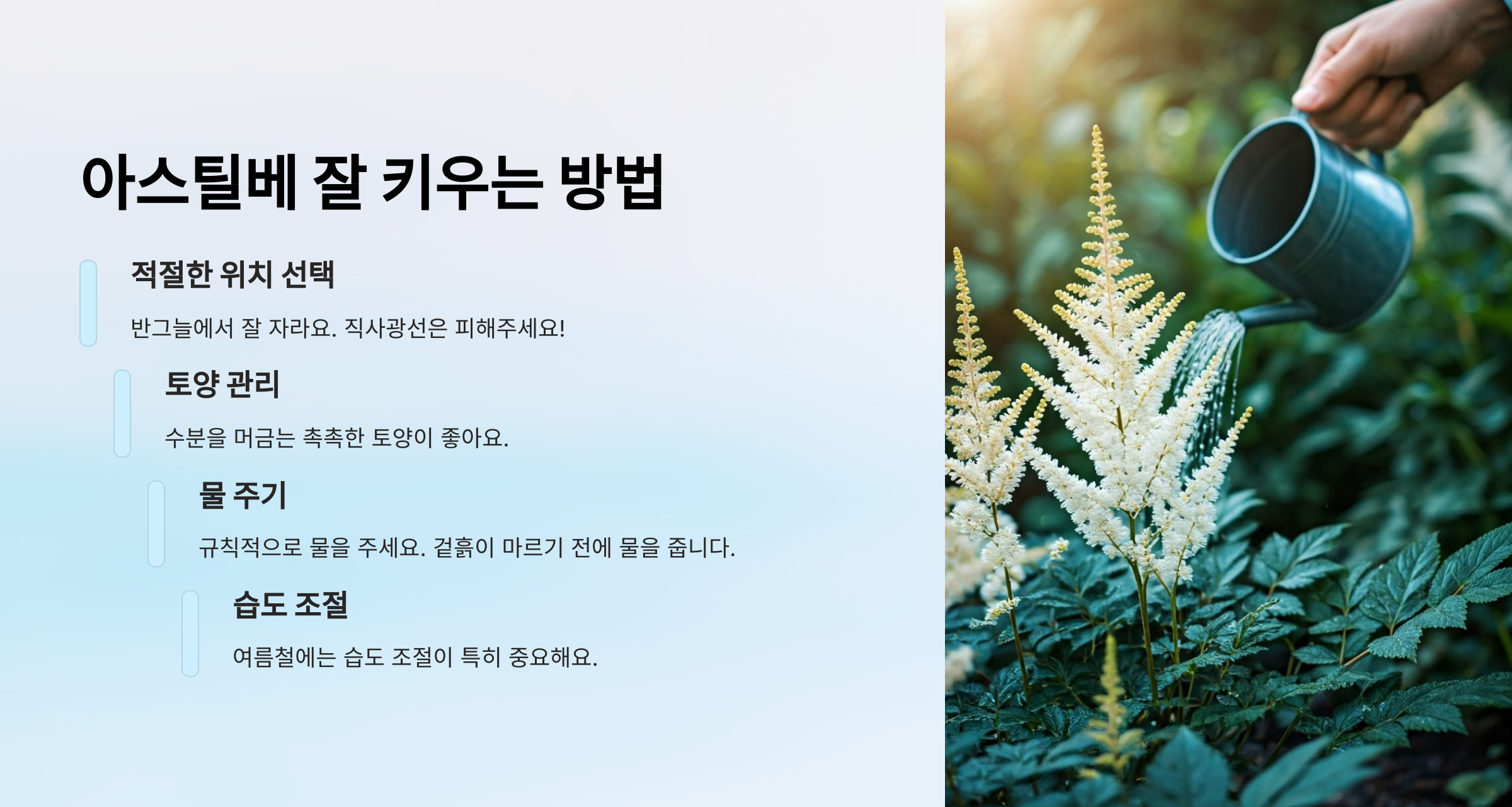 아스틸베
