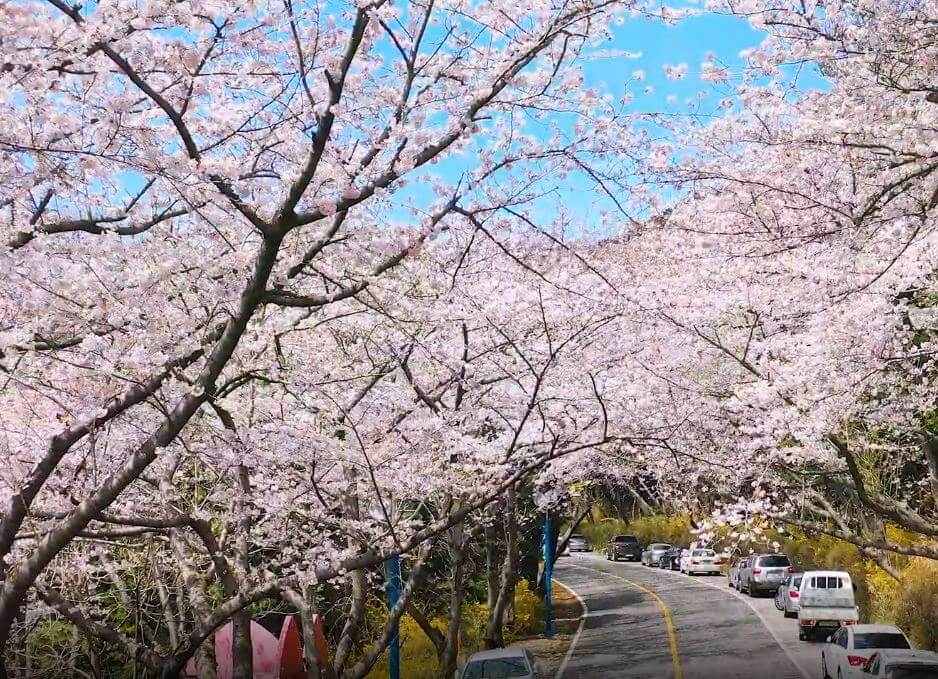 진해 군항제 축제 정보