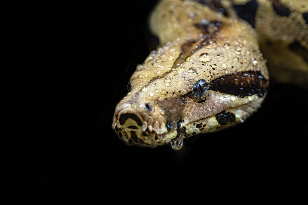 Serpent