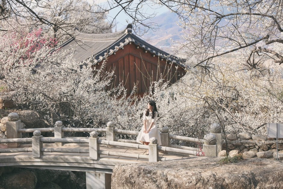 광양매화축제 주차장 입장료