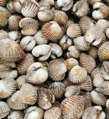 12월 제철 해산물