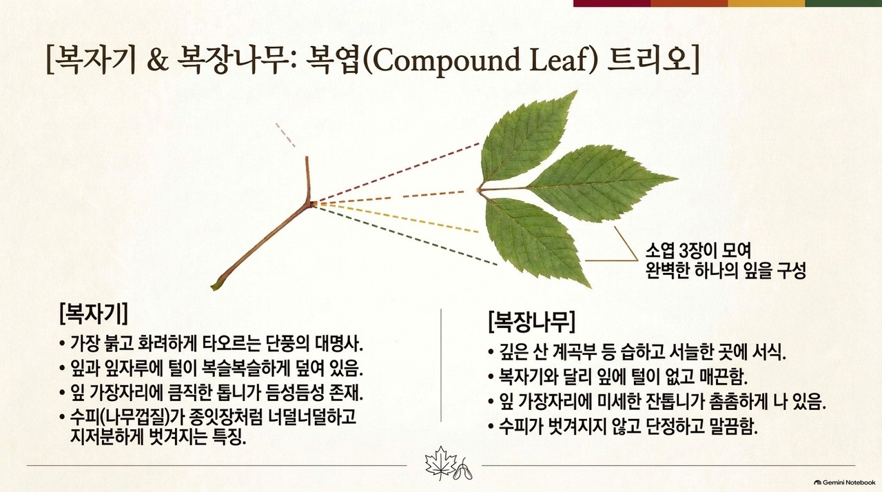 복자기와 복장나무 잎과 수피 비교