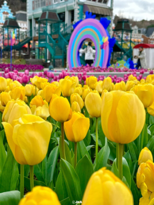 에버랜드 튤립축제