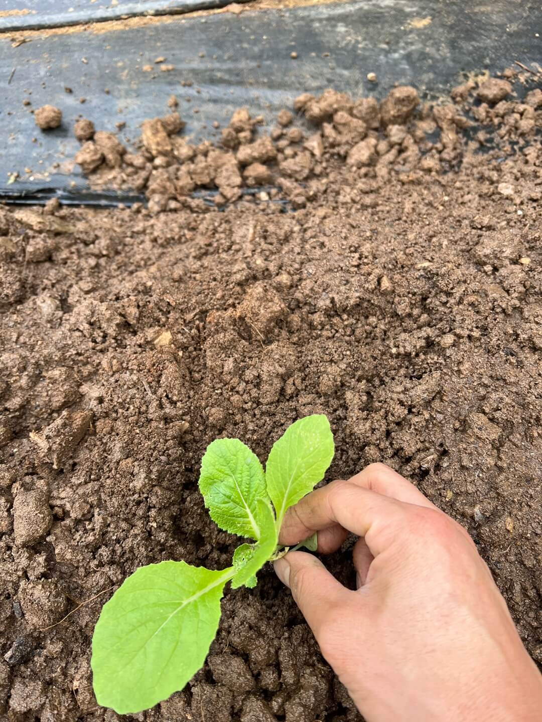 배추 모종 파종