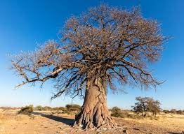 2023 장마, 예방 및 대처