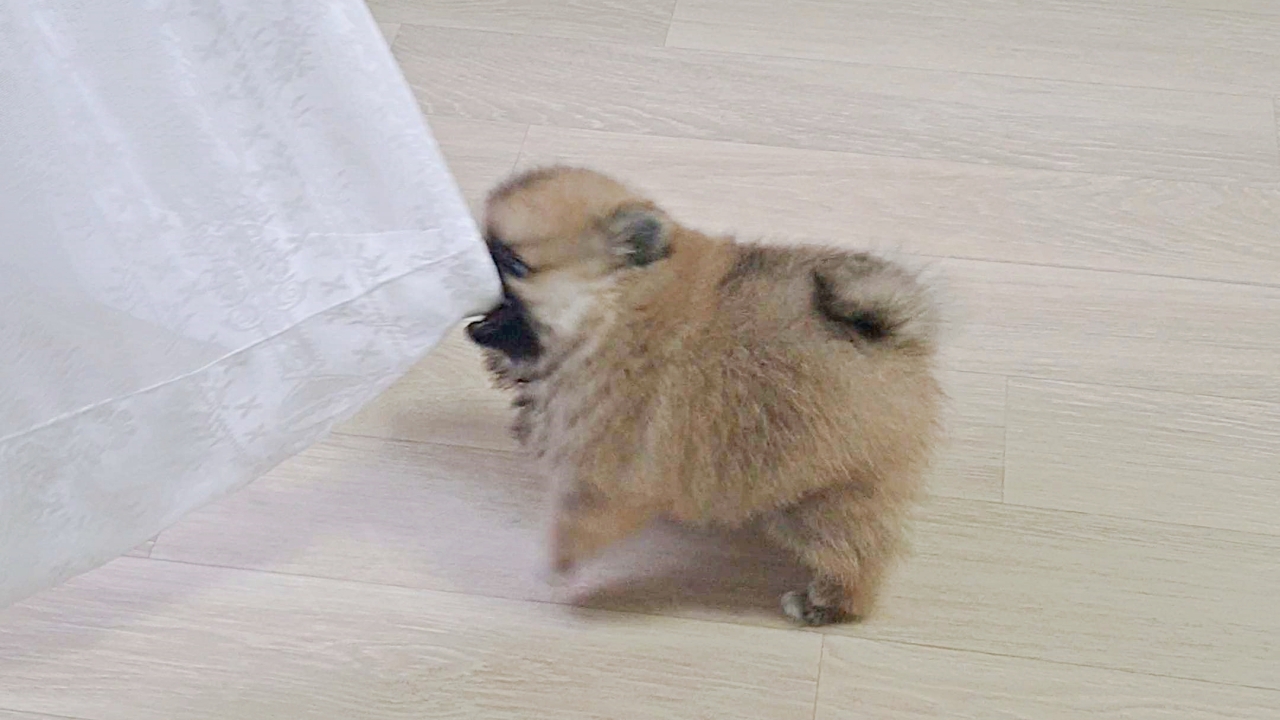 커튼을 물고 장난하는 아기 강아지