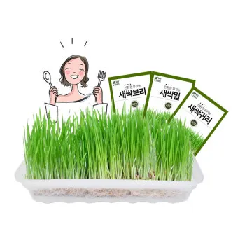 새싹보리 재배 발아 온도 물 분무 수확 시기_9
