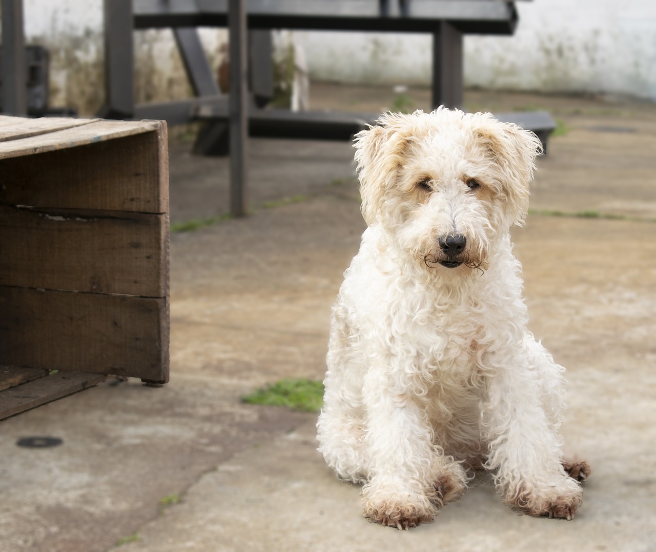 와이어 폭스 테리어(Wire Fox Terrier)